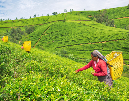 nuwara eliya