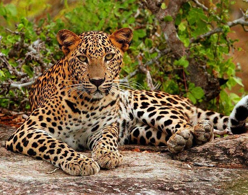 yala national park